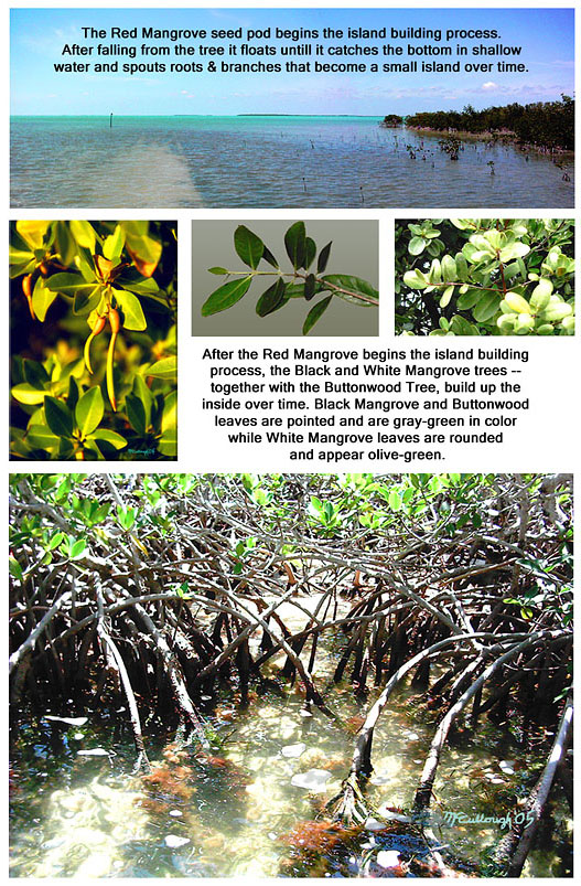 Images of Mangrove tree island information in Flrida Bay