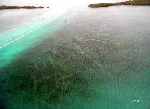 Image of boat prop scars in Florida Bay 