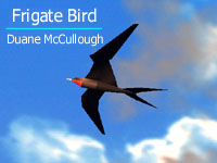 jpg image of the frigate bird
