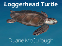 jpg image of the loggerhead turtle